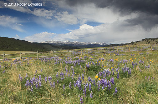 Wildflowers!  Snow-capped mountains!  Storm clouds!