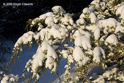 Cedar limbs cradling snow