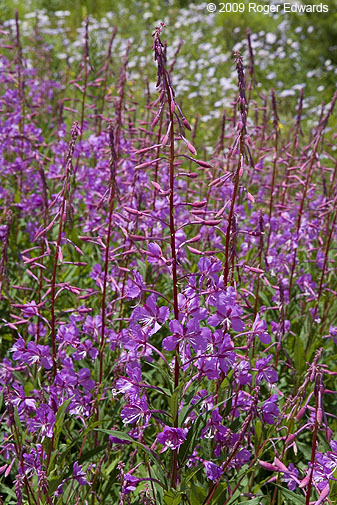 Alpine fireweed between Shadow Mountain and Granby Lakes