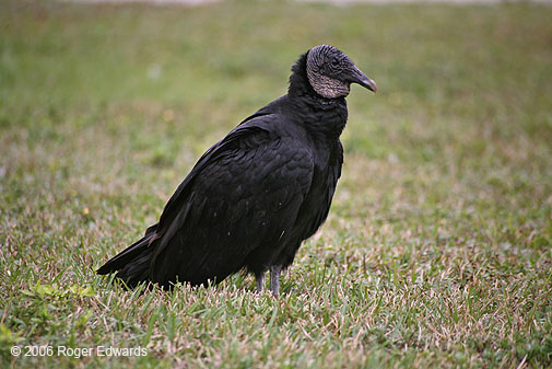 Black Vulture, Anhinga trail