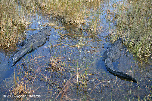 Two gators in a slough, Shark Valley