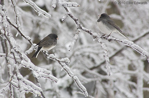 2 juncos in the icy limbs