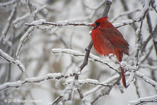 Cardinal trying to stay warm in the snowstorm