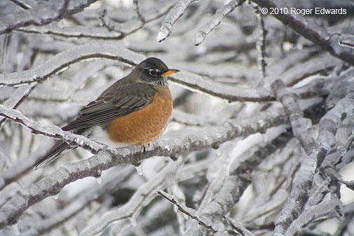 Robin rests on ice-coated perch