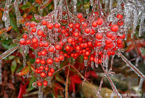 Bush berries in ice