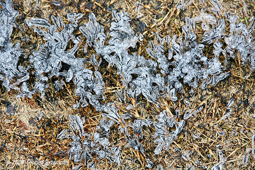 From fire to ice:  burned grass covered by freezing rain