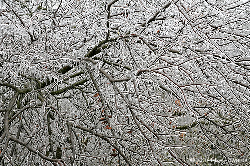Another dense tangle of icy brush
