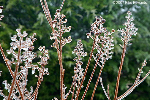 Coated seed pods of crape myrtle