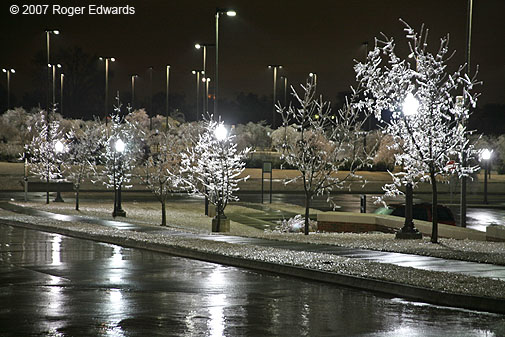 Row of lights and icy young trees outside NWC