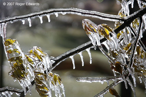 Icy tree limbs at night, National Weather Center