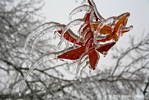 Sweetgum leaves with ice claws