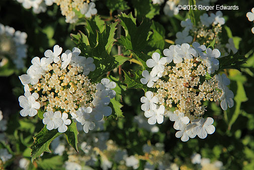 Pair of white flower clusters