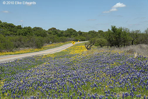 Texas country road in the springtime!