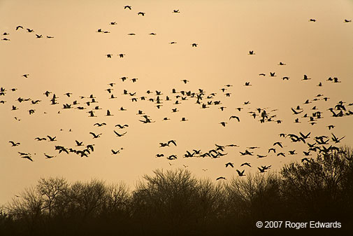 Flying flock of cranes against auburn sky