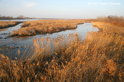 Riparian grassland habitat for Platte River wildlife