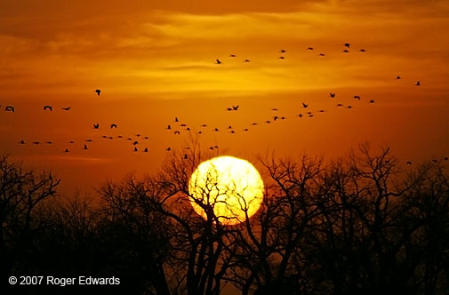 Sandhill cranes arriving for sunset