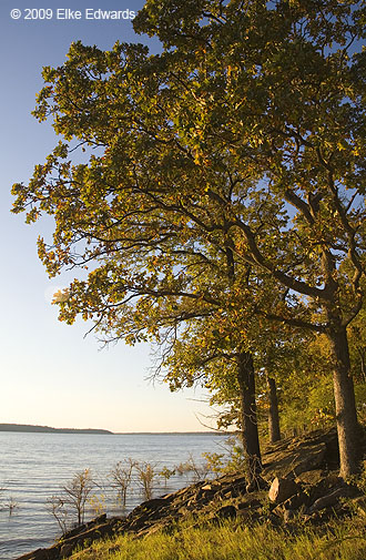 Colorful oaks along the shore of Ft. Gibson Reservoir