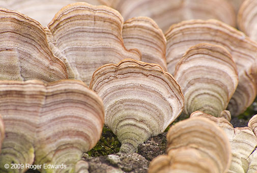 Tree fungi reminiscent of bivalve seashells, Natural Falls State Park