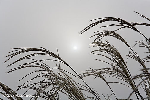 Sun through fog, silhouetting grass