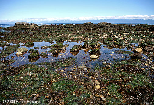Tidal pool at low tide, Slip Point, Strait of Juan de Fuca