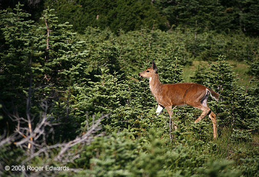 White-tailed deer, Hurricane Ridge, Olympic National Park