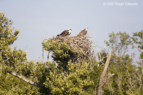Two nesting ospreys, Everglades, Flamingo FL
