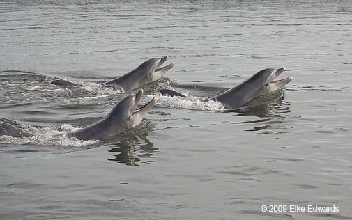Dolphin trio, Grassy Key