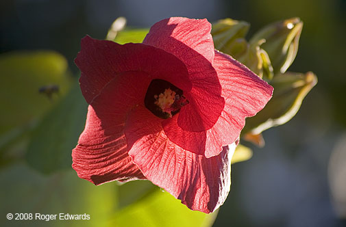 Red hibiscus, Sanibel