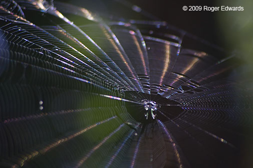 Iridescent spider web, Everglades NP