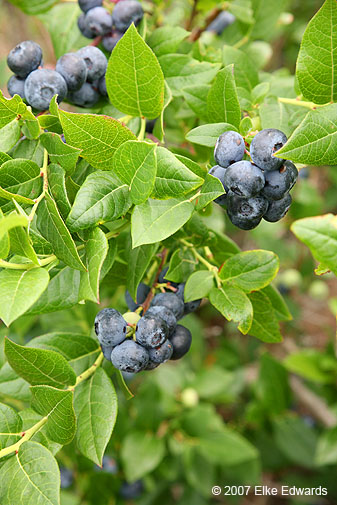 Bayfield blueberries