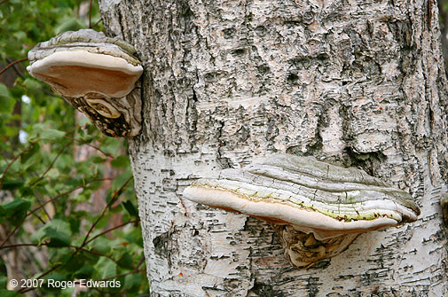 Tree fungi, Marquette MI