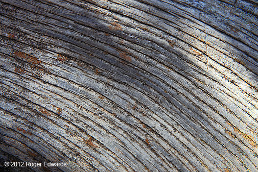 Patterns in wood, TRNP South Unit