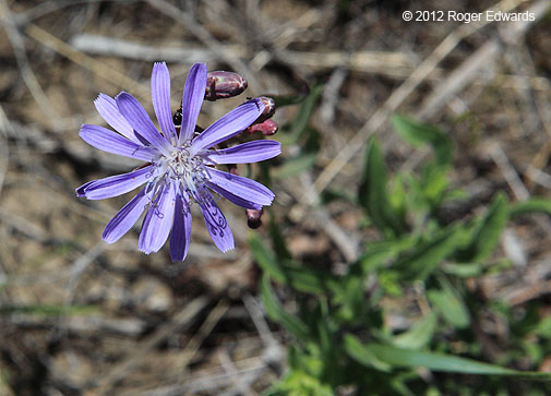 Blooming chicory