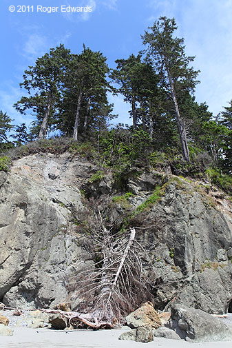 Looking up from Ruby Beach, Olympic NP