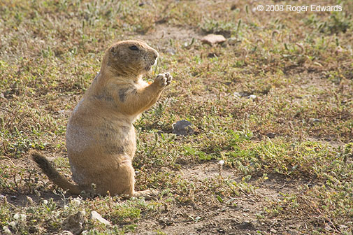 Hungry prairie dog in profile